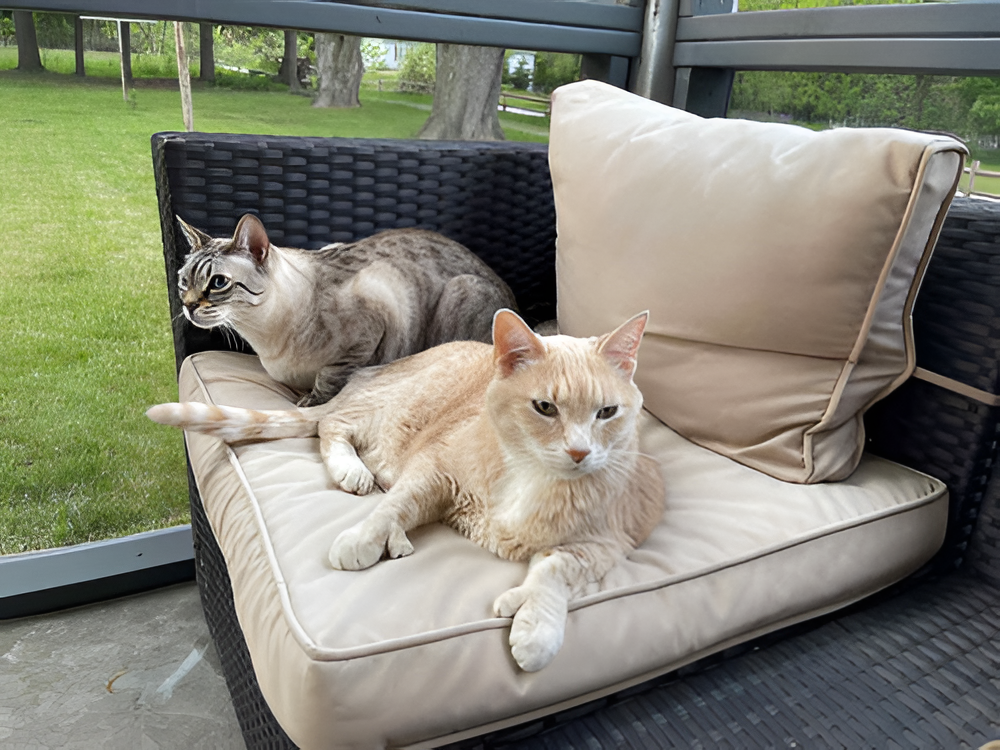 Creating a Comfortable Space for Your Pet